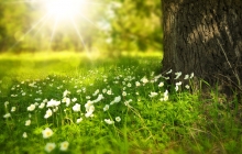 Image arbre, fleurs et soleil